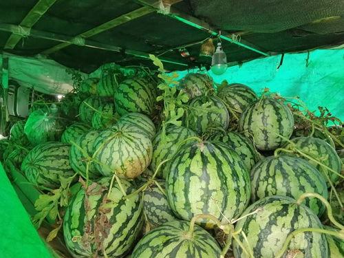 信阳泰柠吃瓜,揭秘吃瓜背后的故事与魅力