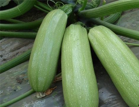 吃捎瓜的好处梢瓜的样子,吃捎瓜的益处与梢瓜的独特魅力”