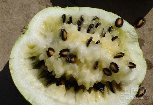 吃籽瓜的功效,籽瓜功效大揭秘”