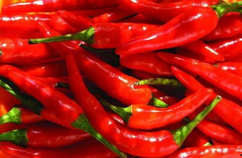 吃辣椒的呆瓜,辣椒狂热者的呆萌食旅记