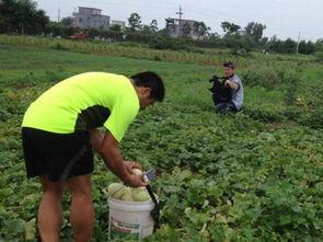 梦到别人瓜地摘瓜吃,瓜地摘瓜，共享丰收喜悦