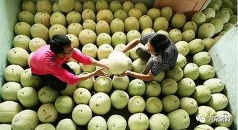 常吃三白瓜,探寻夏日消暑佳品