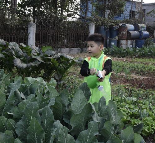 种菜吃瓜,自种蔬菜，共享瓜果乐