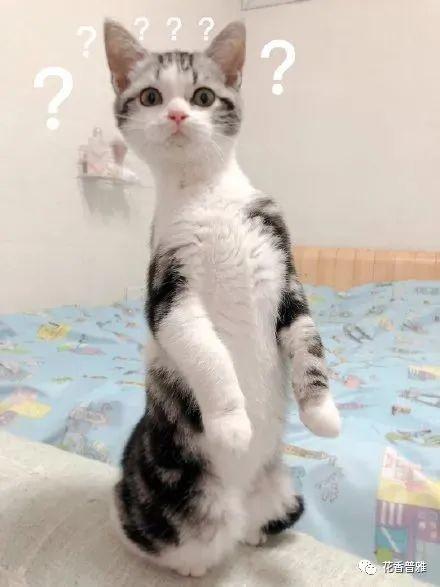 吃瓜猫咪什么梗,揭秘娱乐圈幕后真相