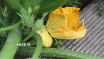 吃瓜开车的群,揭秘网络社交圈的趣味与争议