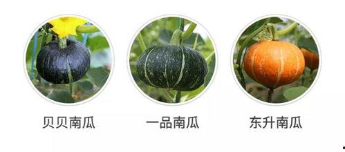 楠瓜的新吃,创意美食新潮流