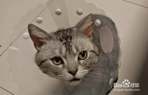 猫咪可以吃伊丽莎白瓜,揭秘伊丽莎白瓜的诱惑