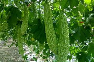 三王吃瓜,瓜界风云再起