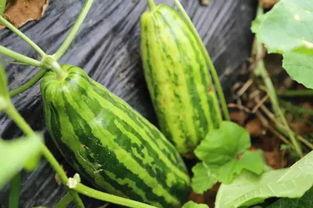 瓜地吃瓜是什么意思