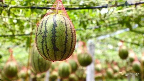 邳州东大门吃瓜,夏日吃瓜盛宴，畅享清凉一夏