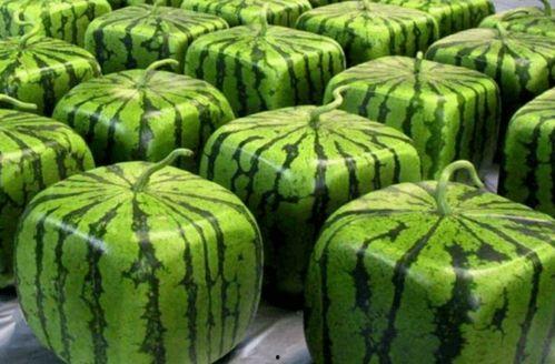 24中吃瓜,揭秘24中吃瓜背后的真相与内幕