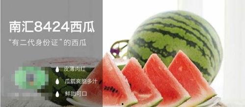 台湾评价吃瓜群众,社会现象的另类解读