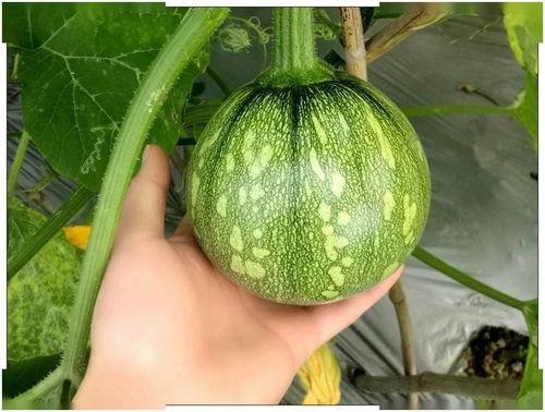 小菊瓜南瓜怎么吃