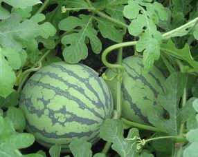 日本瓜孕妇可以吃吗