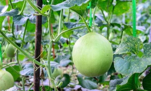 吃瓜嗓子麻,揭秘嗓子不适背后的真相