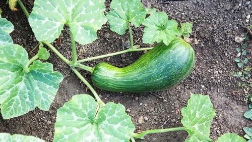 瓠瓜吃的拉肚子,警惕拉肚子背后的饮食隐患