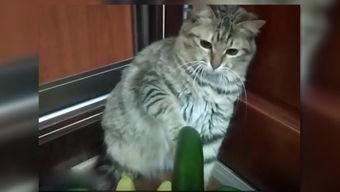 小猫吃麻瓜好吗,揭秘猫咪饮食之谜