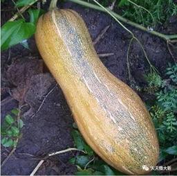 大新吃瓜视频,揭秘娱乐圈幕后故事