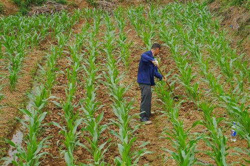 土农民吃瓜照片,共享丰收喜悦瞬间