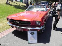 墨尔本车吃瓜,一场意外引发的全民热议