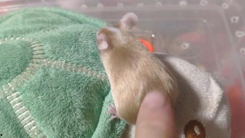 老鼠妈妈吃瓜,一场意外的美食探险