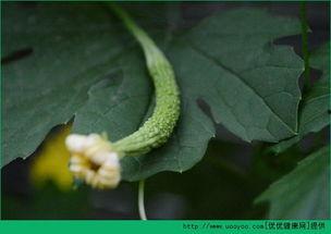 流产后吃可以吃瓜吗,瓜类食物的适宜与否