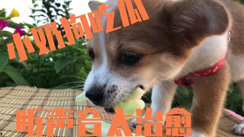 给狗狗吃瓜,狗狗也能享受清凉瓜果盛宴