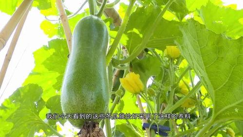 汾阳吃瓜事件影响因素,多因素交织下的舆论风暴解析