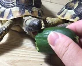 乌龟吃脆瓜吗,揭秘乌龟是否喜爱脆瓜