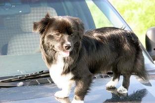 小狗吃哈密瓜尿频,探究原因及应对措施