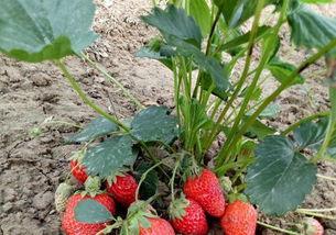 花苗吃瓜图文,一场视觉盛宴