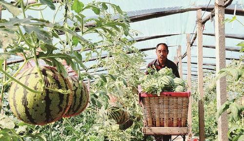 吃瓜黄河滩,一场别开生面的夏日盛宴