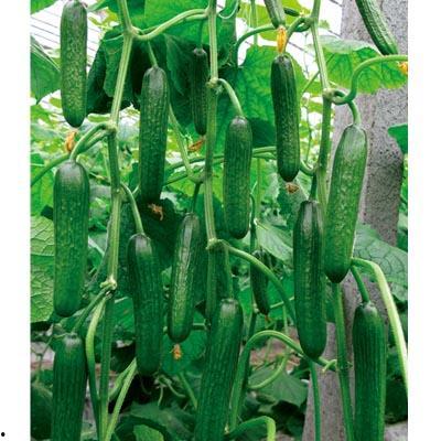 寿光东城天台吃瓜,一场别开生面的“吃瓜”盛宴