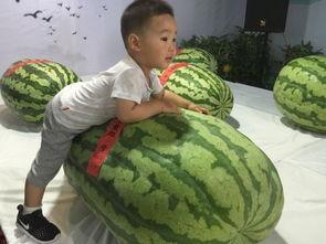 自贡吃瓜群众事件