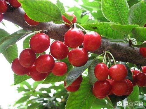 吃瓜可以吃樱桃吗,吃瓜也能尝鲜樱桃？揭秘水果界的跨界美味