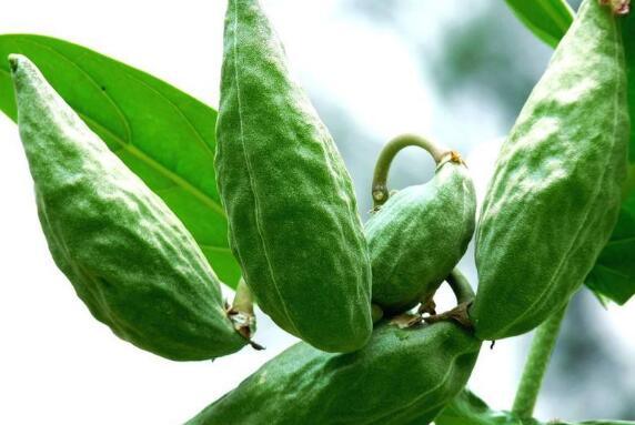 吃瓜蜜瓜好处,揭秘吃瓜蜜瓜的五大益处