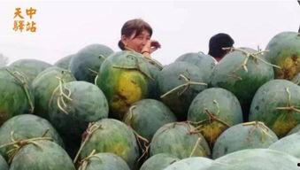 滑县吃瓜现场照片