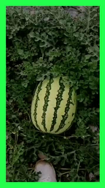 吃瓜基地a2,探寻神秘瓜果乐园的奥秘